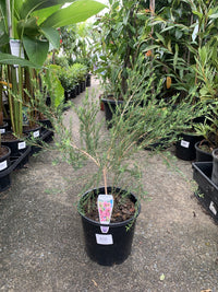 Thyme Honey Myrtle (Melaleuca thymifolia)