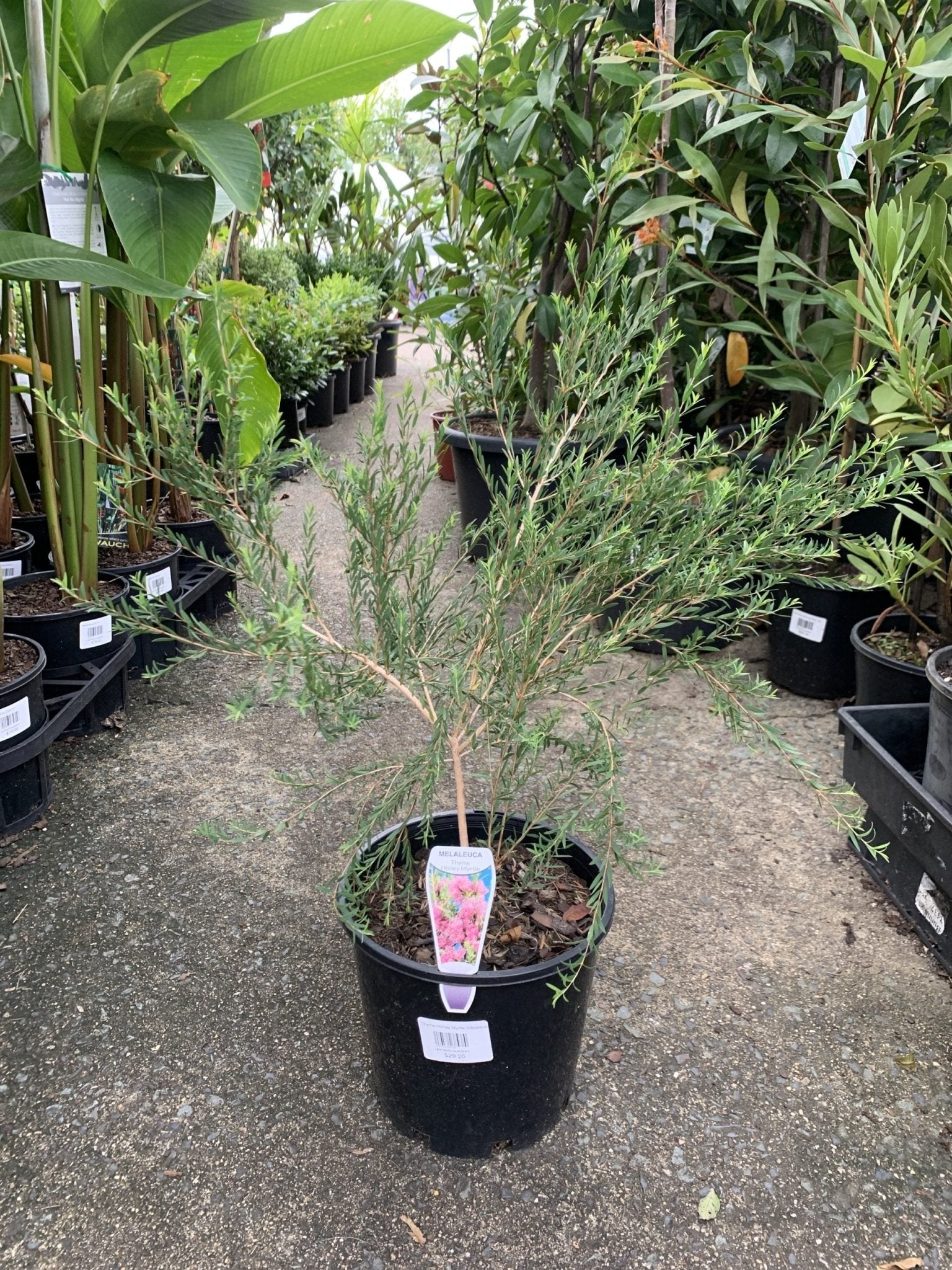 Thyme Honey Myrtle (Melaleuca thymifolia) - Ladybird Nursery