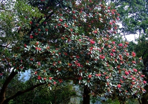 Rhodoleia championii