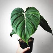 Philodendron 'Dean McDowell' - Ladybird Nursery