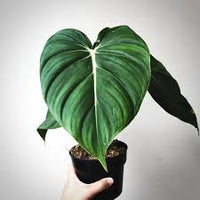 Philodendron 'Dean McDowell' - Ladybird Nursery