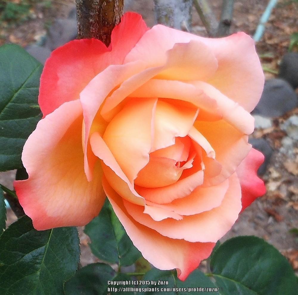 Rose Joyfulness 2 ft Standards (Rosa) - Ladybird Nursery