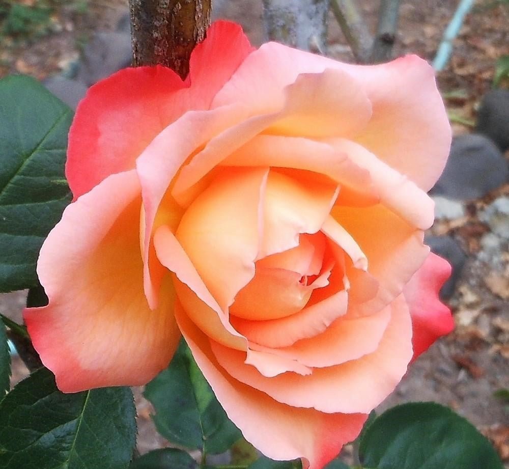 Rose Joyfulness (Rosa) - Ladybird Nursery