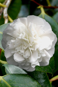 Camellia Debutante (Camellia japonica)