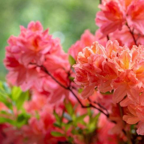 Azalea Mollis Dr Oosthoek