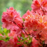 Azalea Mollis Dr Oosthoek