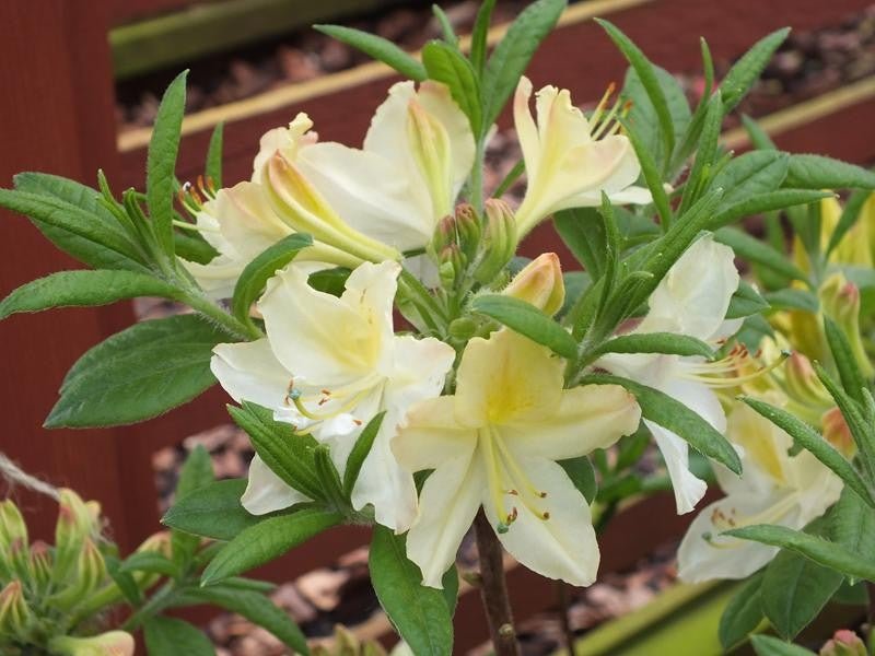 Rhododendron Daviesii - Ladybird Nursery