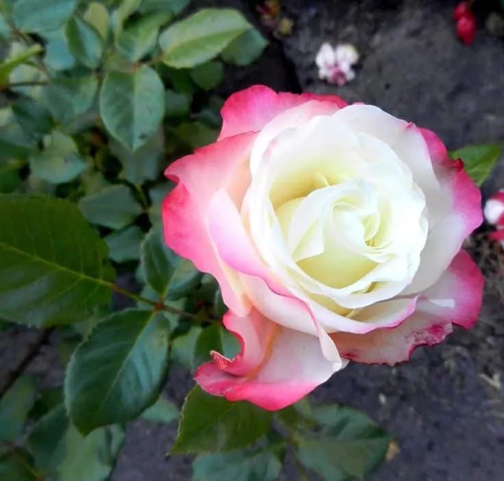 Rose ‘Carmagnole Delbard’ 2ft Standard - Ladybird Nursery