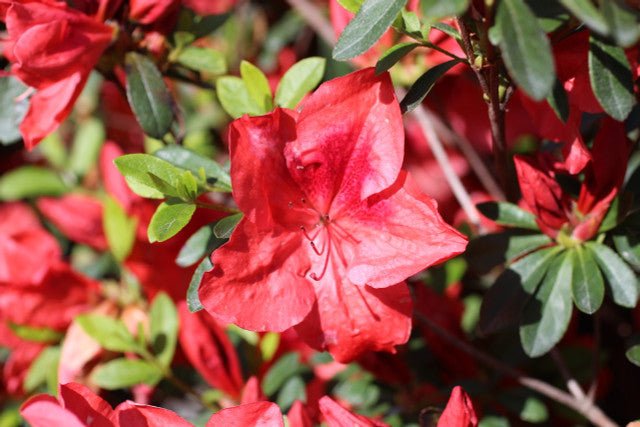 Azalea indica Orange Delight - Ladybird Nursery