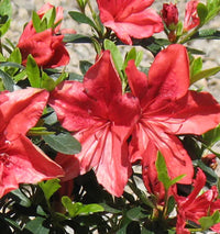 Azalea indica Orange Chimes