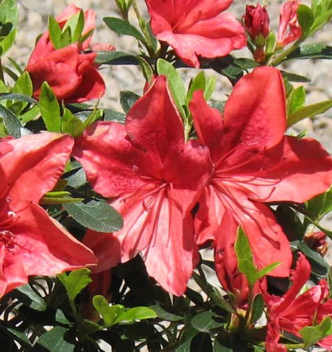 Azalea indica Orange Delight - Ladybird Nursery