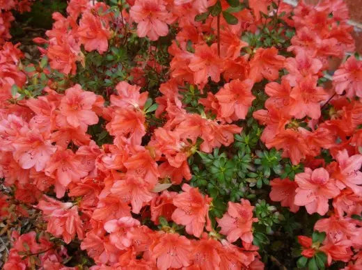 Azalea indica Orange Delight