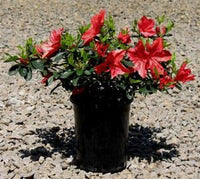 Azalea indica Orange Delight