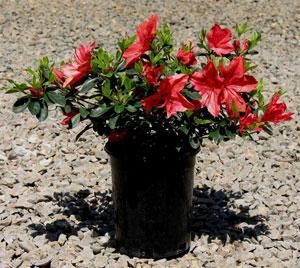 Azalea indica Orange Delight - Ladybird Nursery