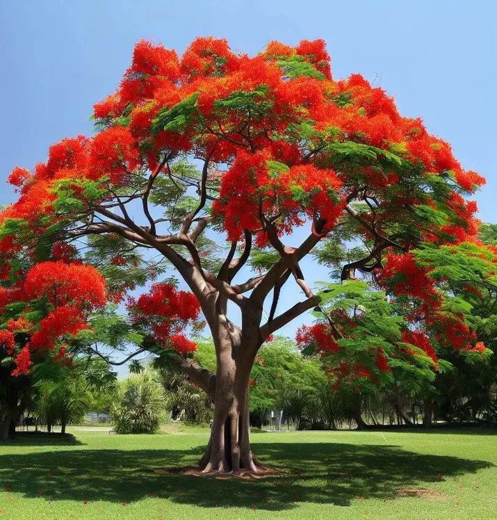 Delonix regia - Ladybird Nursery