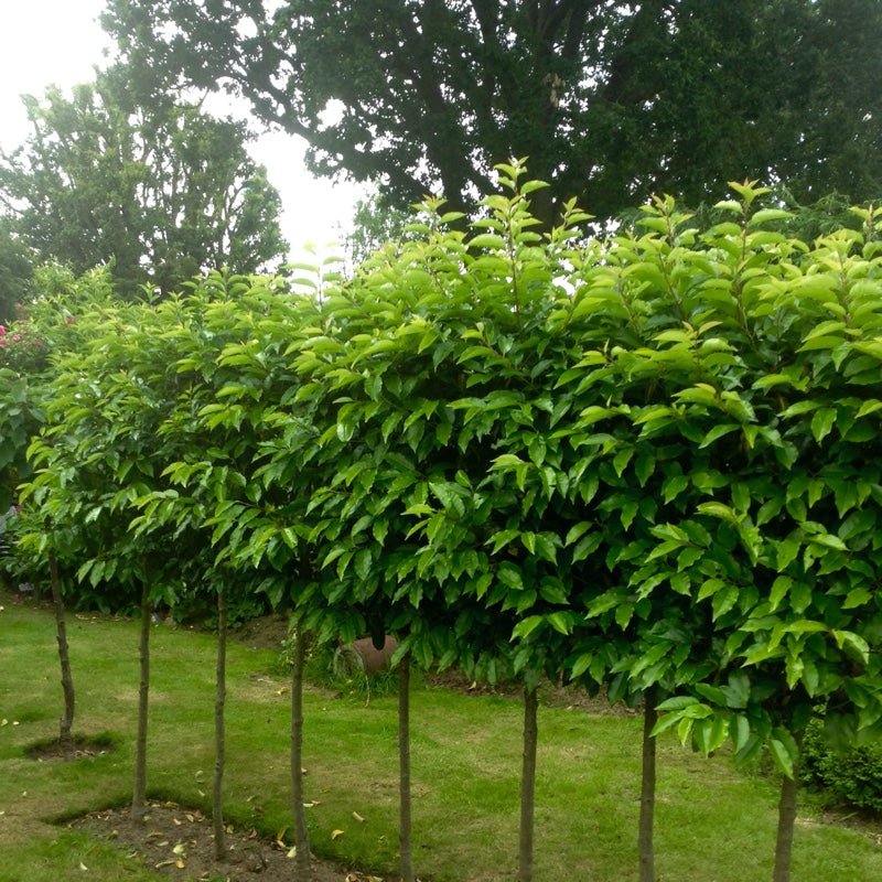 Portuguese Laurel (Prunus lusitanica) - Ladybird Nursery