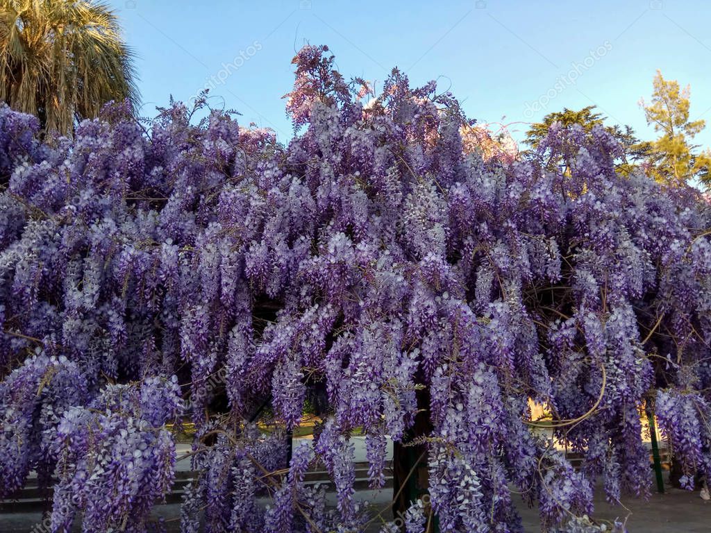 Chinese Wisteria Caroline (Wisteria sinensis)
