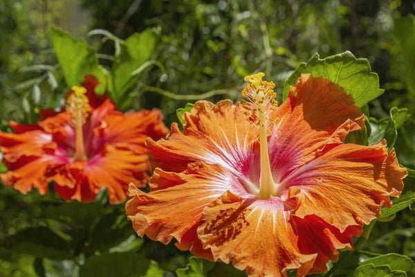 Hibiscus Lady Cilento (Hibiscus rosa - sinensis) - Ladybird Nursery