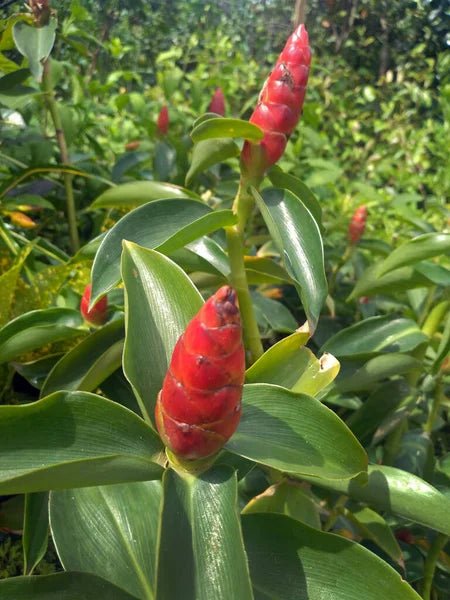 Spiral Ginger (Costus barbatus) - Ladybird Nursery