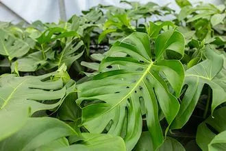 Swiss Cheese Plant Tauerii (Monstera deliciosa)