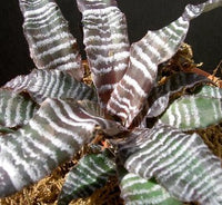 Desert Star (Cryptanthus) - Ladybird Nursery