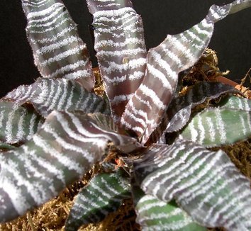 Desert Star (Cryptanthus) - Ladybird Nursery