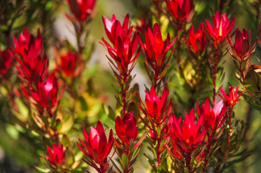 Leucadendron salignum 'Red Devil’ - Ladybird Nursery