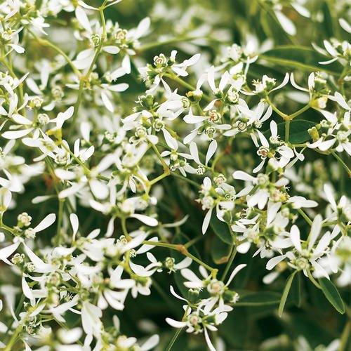 Diamond Frost Spurge (Euphorbia graminea) - Ladybird Nursery