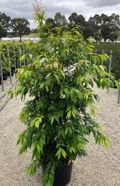 Weeping Lilly Pilly (Waterhousia floribunda) - Advanced, pickup only - Ladybird Nursery
