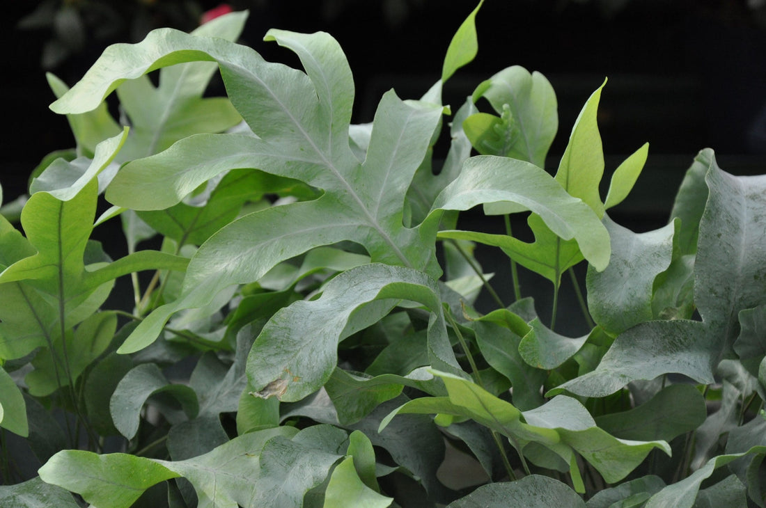 Blue Star Fern Mandaianum (Phlebodium aureum) - Ladybird Nursery