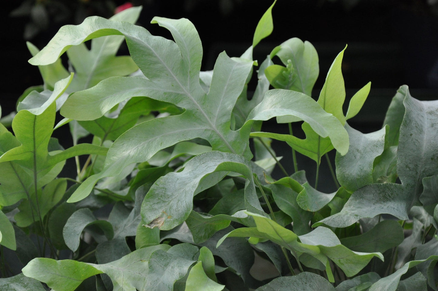 Blue Star Fern Mandaianum (Phlebodium aureum)