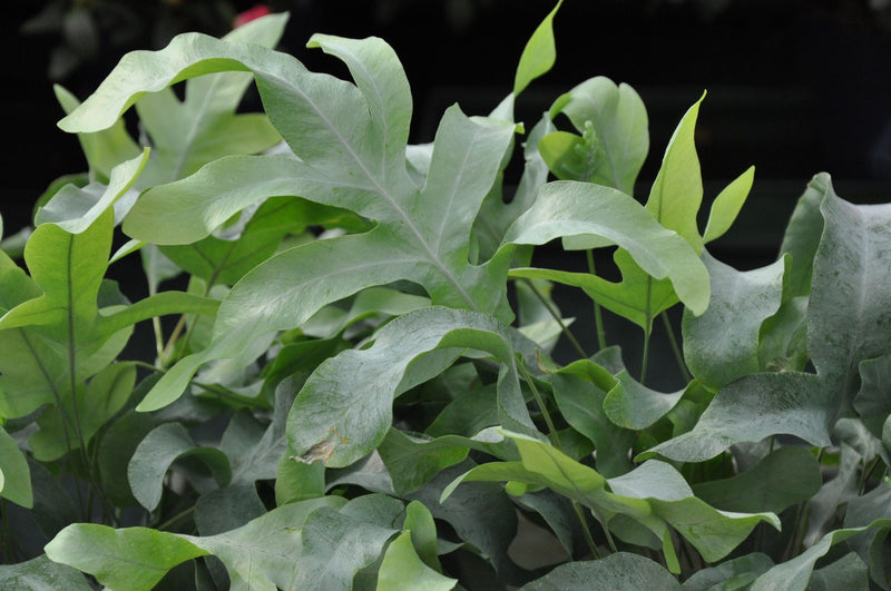 Blue Star Fern Mandaianum (Phlebodium aureum)