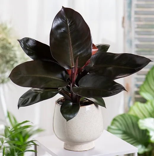 Philodendron Black Cardinal - Ladybird Nursery