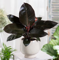 Philodendron Black Cardinal