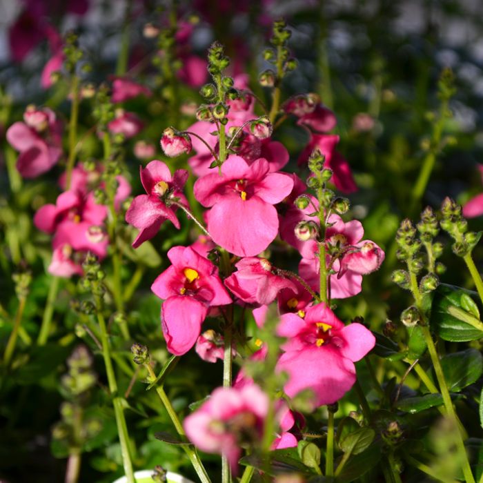 Twinspur Dazzler (Diascia Little) - Ladybird Nursery