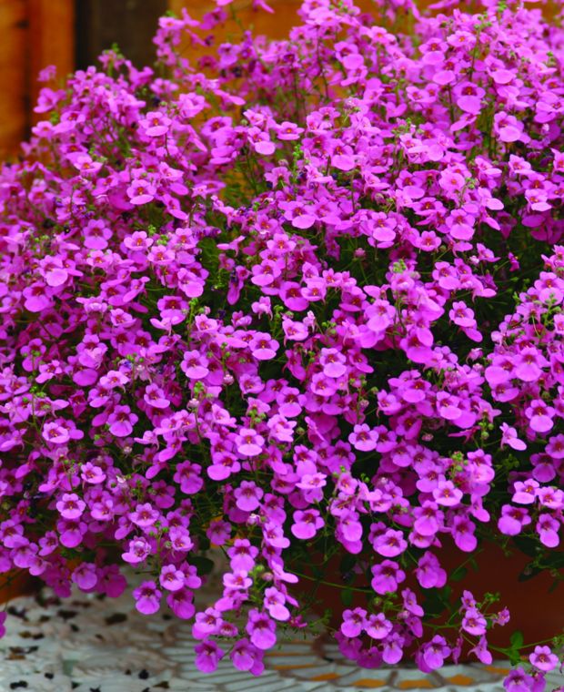 Twinspur Dancer (Diascia Little)
