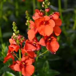 Twinspur Orange (Diascia Crush)