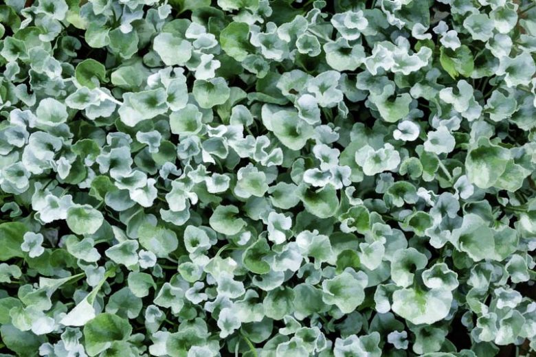 Dichondra ‘Silver Falls’ (Dichondra argentea)