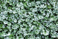 Dichondra ‘Silver Falls’ (Dichondra argentea)
