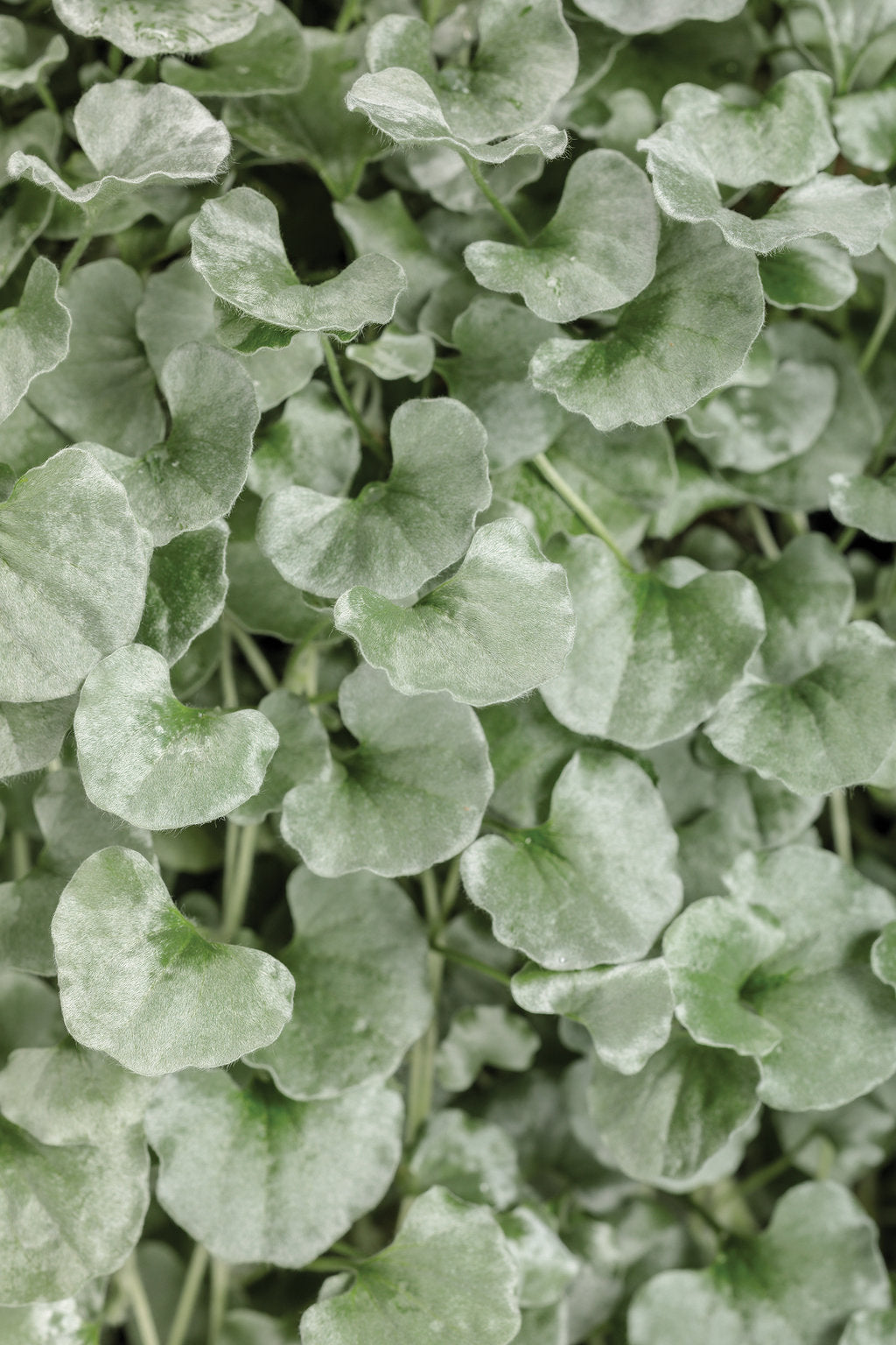 Dichondra ‘Silver Falls’ (Dichondra argentea)