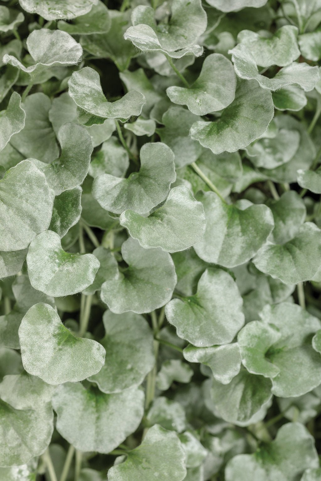 Dichondra ‘Silver Falls’ (Dichondra argentea) - Ladybird Nursery