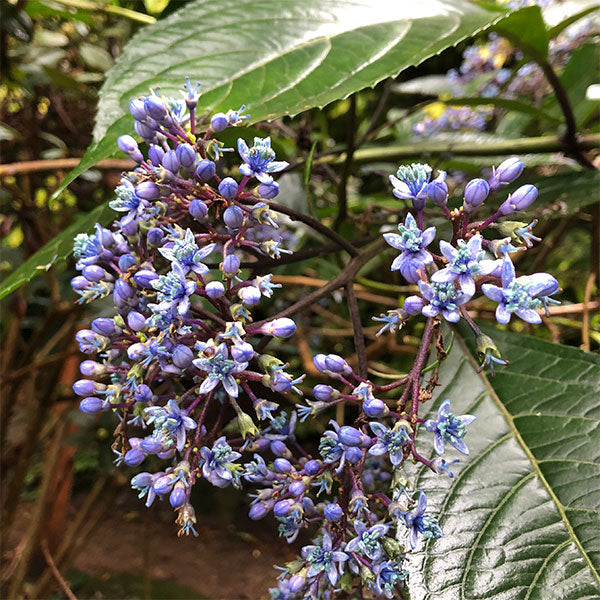 Evergreen Hydrangea (Dichroa Versicolour)