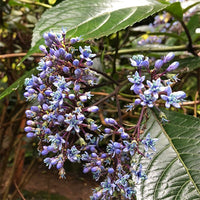 Evergreen Hydrangea (Dichroa Versicolour) - Ladybird Nursery