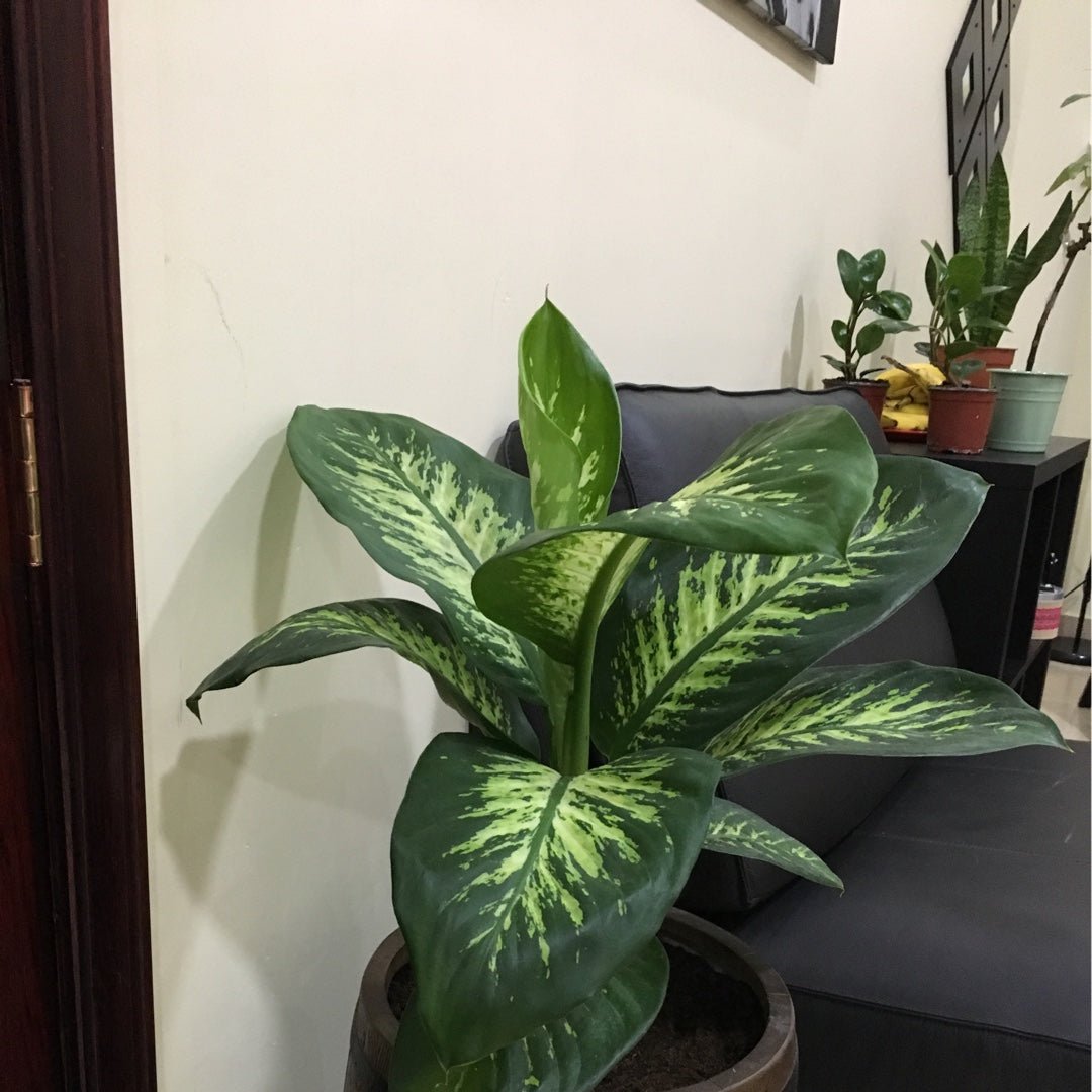 Dieffenbachia 'Tropic Snow' - Ladybird Nursery
