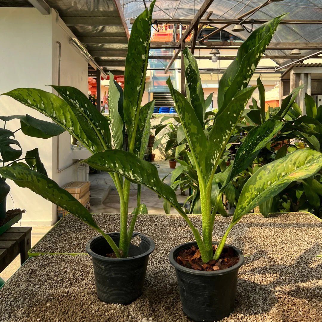 Dieffenbachia 'Crocodile' - Ladybird Nursery