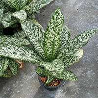 dieffenbachia etna Dieffenbachia 'White Etna' Plant – Buy Now! – Ladybird Nursery