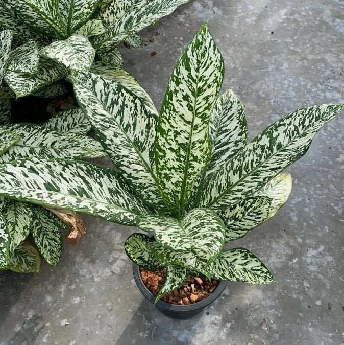 Dieffenbachia 'White Etna' - Ladybird Nursery