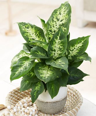 compacta dieffenbachia Dieffenbachia 'Compacta' Plant – Buy Now! – Ladybird Nursery