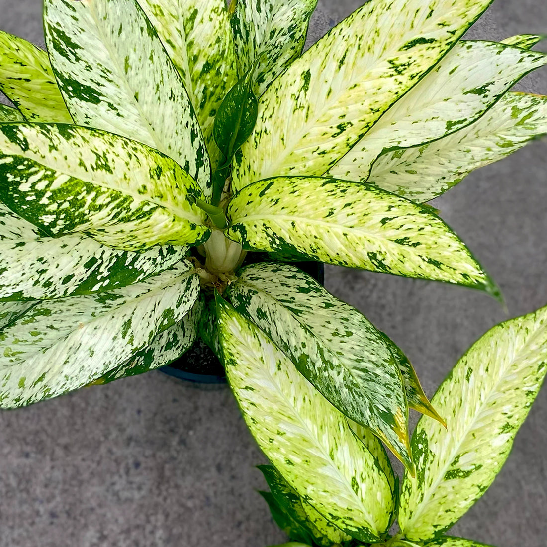 Dieffenbachia 'Bright Star' - Ladybird Nursery