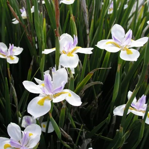 Wild Iris (Dietes grandiflora) - Ladybird Nursery